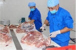 Mô hình chung cư cho lợn giúp phòng chống dịch tả Châu Phi