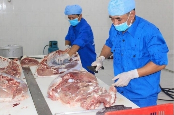 Mô hình chung cư cho lợn giúp phòng chống dịch tả Châu Phi